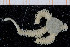  ( - UMBergen_NB_ophiu62)  @13 [ ] CreativeCommons - Attribution Non-Commercial Share-Alike (2014) University of Bergen University of Bergen, Natural History Collections