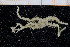  ( - UMBergen_NB_ophiu65)  @13 [ ] CreativeCommons - Attribution Non-Commercial Share-Alike (2014) University of Bergen University of Bergen, Natural History Collections