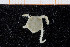  ( - UMBergen_NB_ophiu67)  @12 [ ] CreativeCommons - Attribution Non-Commercial Share-Alike (2014) University of Bergen University of Bergen, Natural History Collections