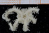  ( - UMBergen_NB_ophiu68)  @13 [ ] CreativeCommons - Attribution Non-Commercial Share-Alike (2014) University of Bergen University of Bergen, Natural History Collections