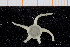  (Ophiura sarsii - UMBergen_NB_ophiu77)  @14 [ ] CreativeCommons - Attribution Non-Commercial Share-Alike (2014) University of Bergen University of Bergen, Natural History Collections