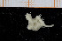  ( - UMBergen_NB_ophiu81)  @13 [ ] CreativeCommons - Attribution Non-Commercial Share-Alike (2014) University of Bergen University of Bergen, Natural History Collections