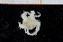  ( - UMBergen_NB_ophiu86)  @13 [ ] CreativeCommons - Attribution Non-Commercial Share-Alike (2014) University of Bergen University of Bergen, Natural History Collections