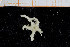  ( - UMBergen_NB_ophiu87)  @13 [ ] CreativeCommons - Attribution Non-Commercial Share-Alike (2014) University of Bergen University of Bergen, Natural History Collections
