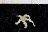  ( - UMBergen_NB_ophiu87)  @14 [ ] CreativeCommons - Attribution Non-Commercial Share-Alike (2014) University of Bergen University of Bergen, Natural History Collections