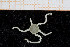  ( - UMBergen_NB_ophiu91)  @13 [ ] CreativeCommons - Attribution Non-Commercial Share-Alike (2014) University of Bergen University of Bergen, Natural History Collections