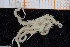  ( - UMBergen_NB_ophiu93)  @14 [ ] CreativeCommons - Attribution Non-Commercial Share-Alike (2014) University of Bergen University of Bergen, Natural History Collections