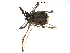  ( - BIOUG00633-G04)  @13 [ ] CC-0  G. Blagoev 2011 Unspecified