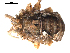  ( - BIOUG00881-H01)  @13 [ ] CC-0  G. Blagoev 2010 Unspecified
