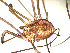  ( - OPILION-16)  @13 [ ] CC-0  Gergin Blagoev, Centre for Biodiversity Genomics Unspecified