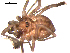  ( - OPILION-30)  @12 [ ] CC-0  Gergin Blagoev, Centre for Biodiversity Genomics Unspecified
