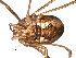  ( - OPILION-43)  @13 [ ] CC-0  Gergin Blagoev, Centre for Biodiversity Genomics Unspecified