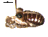  ( - OPILION-47)  @11 [ ] CreativeCommons - Attribution  Gergin Blagoev, Centre for Biodiversity Genomics Unspecified