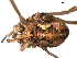  ( - OPILION-60)  @13 [ ] CC-0  Gergin Blagoev, Centre for Biodiversity Genomics Unspecified