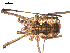  ( - OPILION-64)  @13 [ ] CC-0  Gergin Blagoev, Centre for Biodiversity Genomics Unspecified