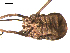  ( - OPILION-66)  @13 [ ] CC-0  Gergin Blagoev, Centre for Biodiversity Genomics Unspecified