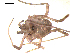  ( - OPILION-69)  @13 [ ] CC-0  Gergin Blagoev, Centre for Biodiversity Genomics Unspecified