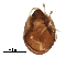  (Lepidozetes - BIOUG34047-C11)  @13 [ ] CreativeCommons - Attribution (2017) CBG Photography Group Centre for Biodiversity Genomics