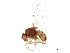  ( - BIOUG32806-E04)  @14 [ ] CreativeCommons - Attribution (2019) CBG Photography Group Centre for Biodiversity Genomics