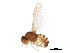  ( - BIOUG32808-E09)  @14 [ ] CreativeCommons - Attribution (2019) CBG Photography Group Centre for Biodiversity Genomics