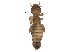  ( - BIOUG34728-C09)  @11 [ ] CreativeCommons - Attribution (2017) CBG Photography Group Centre for Biodiversity Genomics