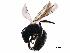  ( - BIOUG33016-D04)  @13 [ ] CreativeCommons - Attribution (2018) CBG Photography Group Centre for Biodiversity Genomics