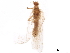  ( - BIOUG33458-G06)  @11 [ ] CreativeCommons - Attribution (2019) CBG Photography Group Centre for Biodiversity Genomics