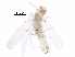  ( - BIOUG34006-B05)  @13 [ ] CreativeCommons - Attribution (2017) CBG Photography Group Centre for Biodiversity Genomics