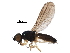  ( - BIOUG34810-C05)  @11 [ ] CreativeCommons - Attribution (2017) CBG Photography Group Centre for Biodiversity Genomics