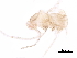  ( - BIOUG34813-H03)  @12 [ ] CreativeCommons - Attribution (2017) CBG Photography Group Centre for Biodiversity Genomics