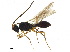 ( - BIOUG35385-A07)  @13 [ ] CreativeCommons - Attribution (2018) CBG Photography Group Centre for Biodiversity Genomics