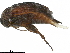  ( - BIOUG35148-H10)  @11 [ ] CreativeCommons - Attribution (2018) CBG Photography Group Centre for Biodiversity Genomics