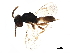  ( - BIOUG35530-E01)  @13 [ ] CreativeCommons - Attribution (2018) CBG Photography Group Centre for Biodiversity Genomics