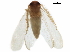  ( - BIOUG35579-E10)  @11 [ ] CreativeCommons - Attribution (2018) CBG Photography Group Centre for Biodiversity Genomics