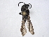  ( - BIOUG35042-D01)  @11 [ ] CreativeCommons - Attribution (2022) CBG Photography Group Centre for Biodiversity Genomics