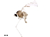  (Dasineura carbonaria - BIOUG34601-H05)  @11 [ ] CreativeCommons - Attribution (2017) CBG Photography Group Centre for Biodiversity Genomics