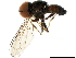  ( - BIOUG35217-F10)  @11 [ ] CreativeCommons - Attribution (2018) CBG Photography Group Centre for Biodiversity Genomics