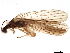  (Ostrocerca albidipennis - BIOUG35919-D03)  @15 [ ] CreativeCommons - Attribution (2019) CBG Photography Group Centre for Biodiversity Genomics