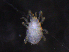  ( - BIOUG35932-G03)  @11 [ ] CreativeCommons - Attribution (2019) CBG Photography Group Centre for Biodiversity Genomics