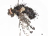  ( - BIOUG33505-D11)  @11 [ ] CreativeCommons - Attribution (2022) CBG Photography Group Centre for Biodiversity Genomics