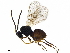  ( - BIOUG34802-C08)  @11 [ ] CreativeCommons - Attribution (2020) CBG Photography Group Centre for Biodiversity Genomics