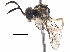  ( - BIOUG33532-D06)  @13 [ ] CreativeCommons - Attribution (2017) CBG Photography Group Centre for Biodiversity Genomics