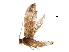  ( - BIOUG35288-D10)  @11 [ ] CreativeCommons - Attribution (2018) CBG Photography Group Centre for Biodiversity Genomics