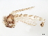  ( - BIOUG34670-G06)  @11 [ ] CreativeCommons - Attribution (2020) CBG Photography Group Centre for Biodiversity Genomics