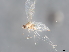  ( - BIOUG34868-F03)  @11 [ ] CreativeCommons - Attribution (2022) CBG Photography Group Centre for Biodiversity Genomics