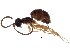  (Gelis declivis - BIOUG35355-C02)  @14 [ ] CreativeCommons - Attribution (2017) CBG Photography Group Centre for Biodiversity Genomics