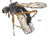  (Amaurosomini - BIOUG32801-H02)  @15 [ ] CreativeCommons - Attribution (2017) CBG Photography Group Centre for Biodiversity Genomics