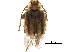  ( - BIOUG33064-A01)  @14 [ ] CreativeCommons - Attribution (2017) CBG Photography Group Centre for Biodiversity Genomics