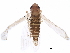  ( - BIOUG33237-B06)  @11 [ ] CreativeCommons - Attribution (2017) CBG Photography Group Centre for Biodiversity Genomics