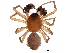  (Ceratinopsis nigriceps - BIOUG33347-B01)  @14 [ ] CreativeCommons - Attribution (2017) CBG Photography Group Centre for Biodiversity Genomics